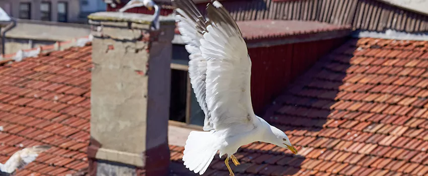 Residential Chimney Animal Removal Solution in Garner, NC