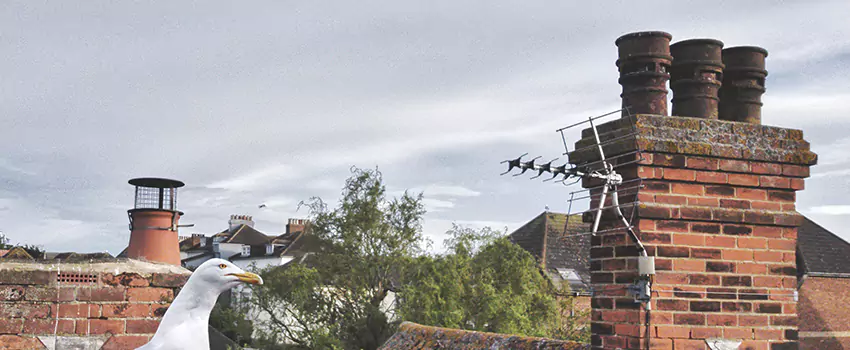 Chimney Cleaning And Restoration in Garner, North Carolina